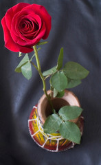  Red rose in a darbukа drum on black leather background