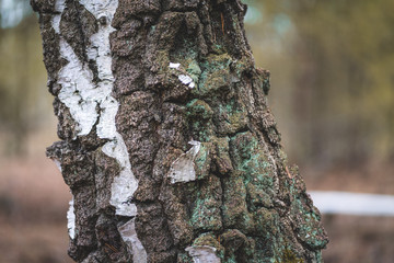Old Birch Trunk in Winter