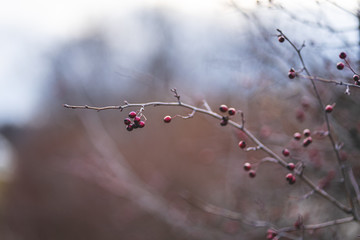 Red Berries on a Branch