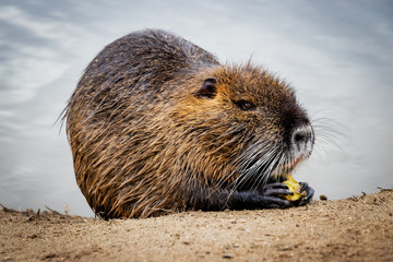 Feeding nutria near the river