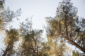 pine tree tops shot from bottom up on sunny summer day