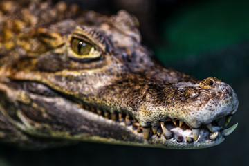 Alligator or crocodile concept. Eye of alligator and teeth on head.  Crocodile is dangerous animals and large aquatic reptiles