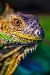 The green iguana, also known as the American iguana, mostly herbivorous species of lizard of the genus Iguana. This is the residual dinosaur reptile that needs to be preserved in the natural world