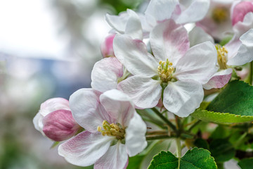 Beautiful apple tree branch with sun. the seed-bearing part of a plant, consisting of reproductive organs (stamens and carpels) that are typically surrounded by a brightly colored corolla (petals)