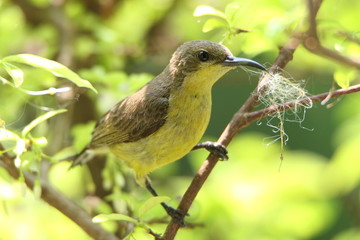 Bird in tree