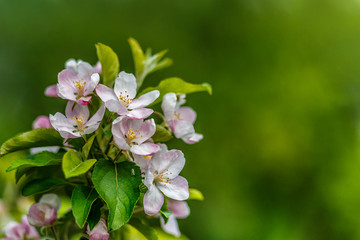 Beautiful apple tree branch with sun. the seed-bearing part of a plant, consisting of reproductive organs (stamens and carpels) that are typically surrounded by a brightly colored corolla (petals)