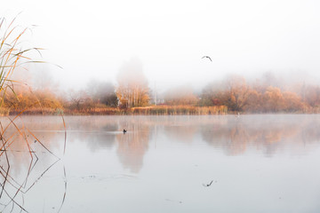 A wonderful morning on the shore of the lake in a haze of fog. Reflection of trees in the surface of the water.