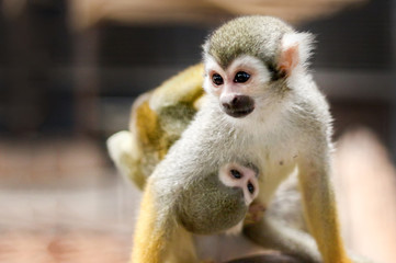 small yellow leg monkey on tree in zoo cage
