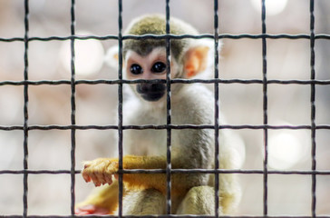Fototapeta premium small yellow leg monkey on tree in zoo cage
