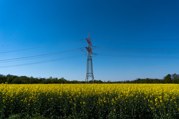 Strommast und Rapsfeld