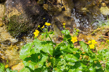 Flowering bush of marsh marigold near a mountain stream
