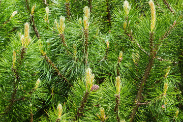 Background of branches of mountain pine with young shoots