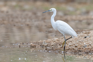 Little Egret standing near a pond with one leg lifting up