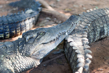 crocodile waking with family in zoo
