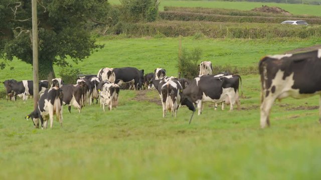 Wide low angle shot of a herd of cows in a field near a dirt path