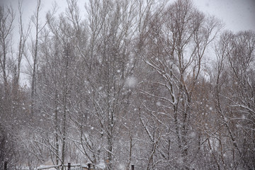 Winter forest during snowfall