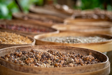 Various varieties of Luwak coffee beans on a production plantation, Bali, Indonesia