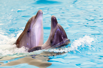 Two Cheerful Friends Dolphins Swims