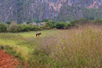 Brown horse seen in profile in a field at the bottom of the Vinales Valley, with a karstic mountain cliff in the background, Pinar del Rio Province, Cuba