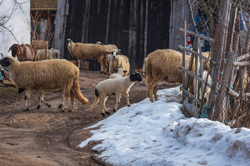 Closeup of merino sheep in high mountain farm at Krastava village, Rhodopes mountain, Bilgaria at winter.