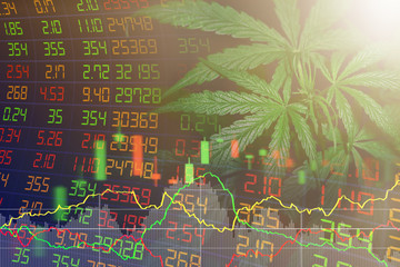 Business cannabis leaves marijuana stock exchange market or trading analysis investment indicator graph charts. The concept of a company or stock market of marijuana exports for medical use
