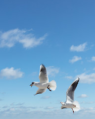 Beautiful sea gulls on a background of blue sky.