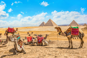 Pyramids and camels - obrazy, fototapety, plakaty