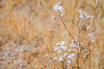 a tree branch of white flowers with blurred yellow plant background