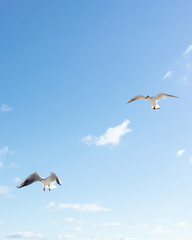 Beautiful sea gulls on a background of blue sky.