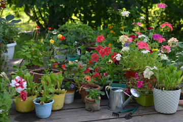 Wooden patio with blooming flowers in flowerpots, watering can and garden tools.