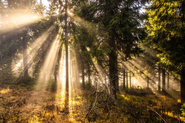 Naklejka premium Sonnenstrahlen Nebel Wald Morgennebel