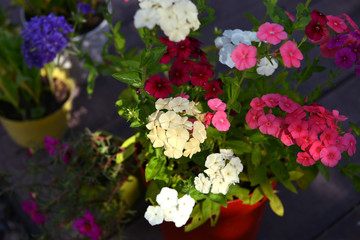 Close up of blooming phlox flower in flowerpot on wooden garden patio.