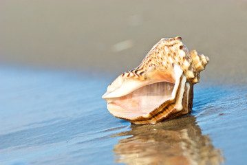 The shell lies on the seashore