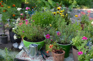 Flowerpots with blooming flowers of purslane and petunia with tools on garden table.