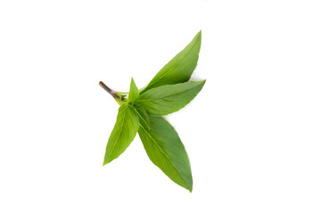 Ocimum basilicum isolated on a white background.