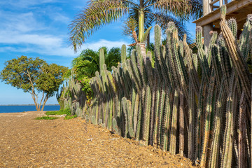 Row of Cactus plants as garden fencing