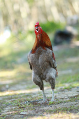 Gray Thai chicken crowing