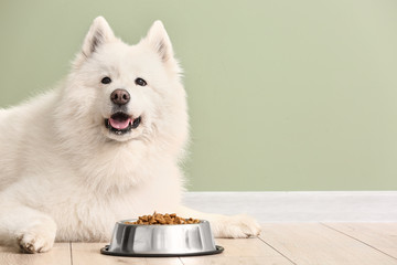 Cute Samoyed dog and bowl with food near color wall