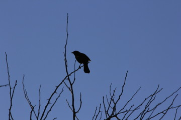 bird on a branch at Sunset in Kansas.
