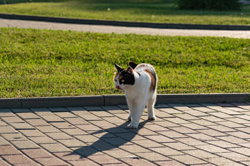 Tricolor young cat on a green grassy lawn of the lawn, resting and playing with a fish, jumping and frolicing in the sun