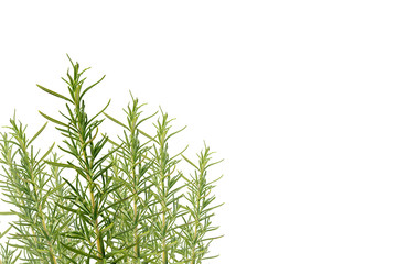 Rosemary