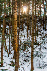 Winter coniferous mountain forest in the Carpathians near the village of Yaremche. Ukraine