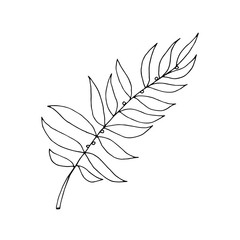 Drawn outline leaf isolated on a white background