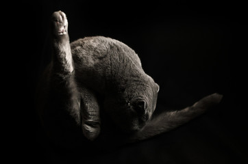 Scottish fold cat washes itself on a black isolated background, silhouette