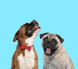 Fototapeta premium Excited Pug panting and happy Boxer wearing bowtie