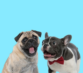 Excited Pug and French Bullgod panting