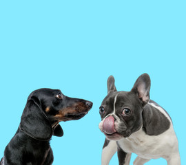 French bulldog licking its nose and Tackel looking at it