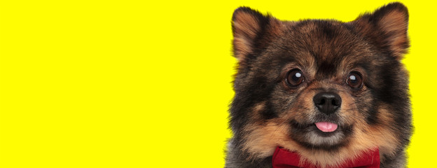 furry little elegant pomeranian looking shocked while biting its tongue