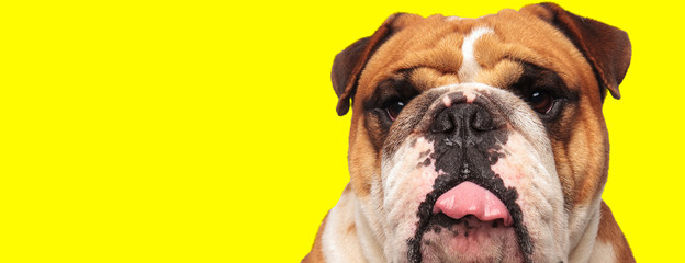 shocked english bulldog is biting its tongue and looks funny