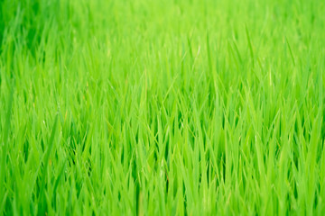 Fototapeta na wymiar Perfect green fresh grass rice texture, selective focus